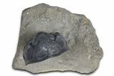 Gorgeous Morocconites Trilobite Fossil - Ofaten, Morocco #381556-4